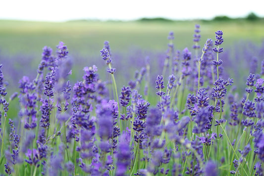 Aromatherapy Benefits of Lavender Essential Oil